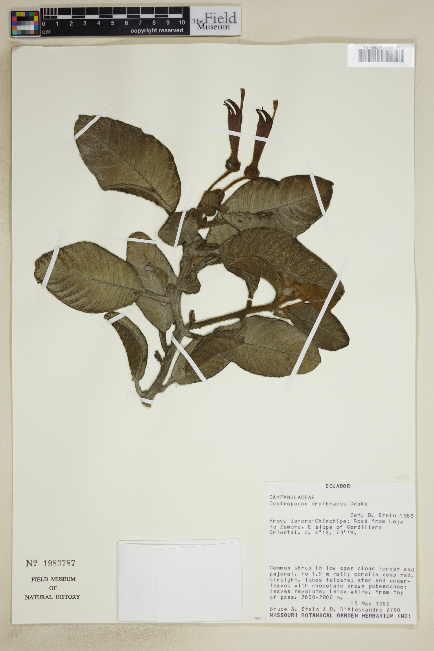 Centropogon erythraeus image