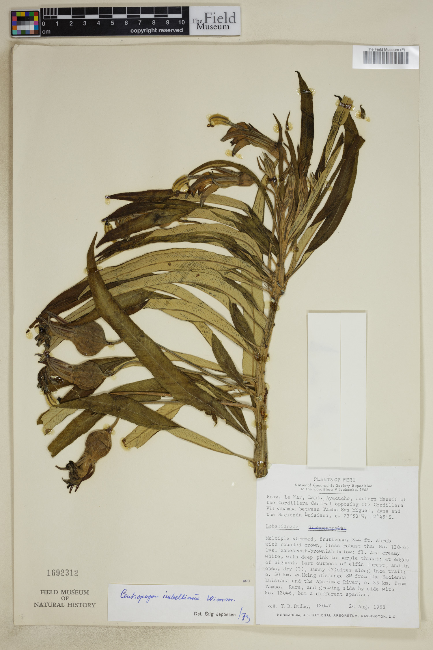 Centropogon isabellinus image