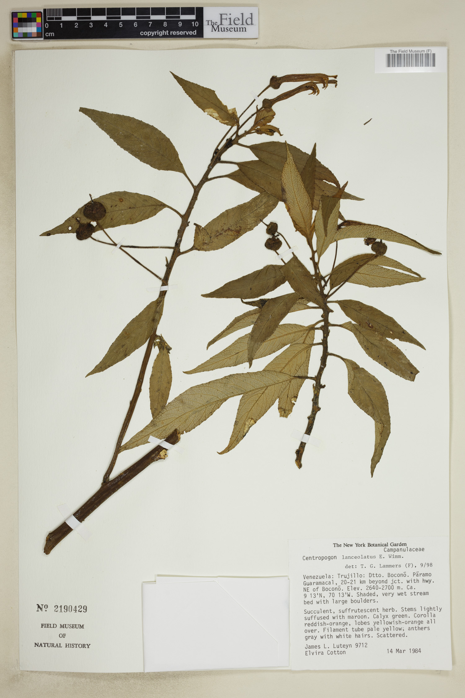 Centropogon lanceolatus image