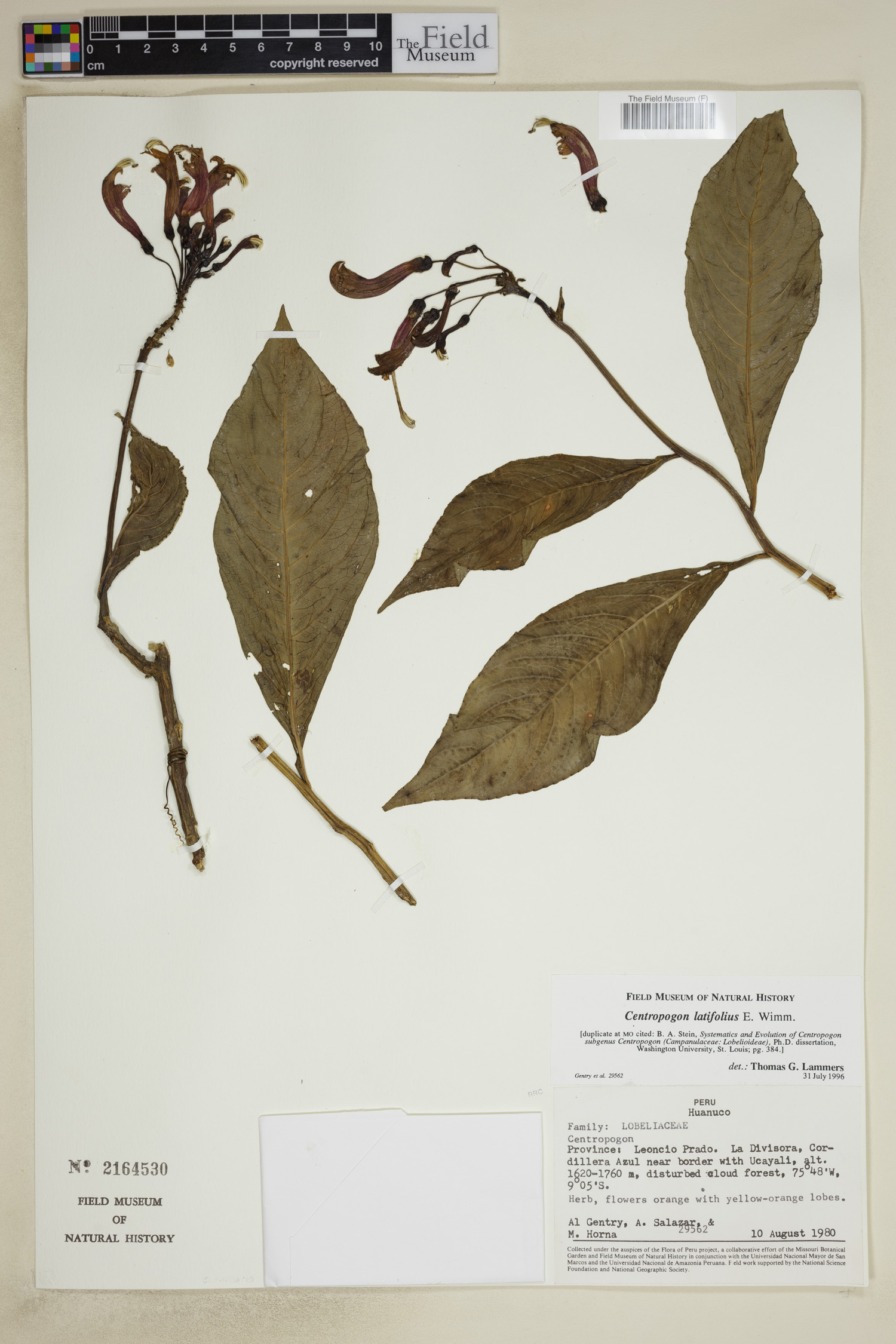 Centropogon latifolius image