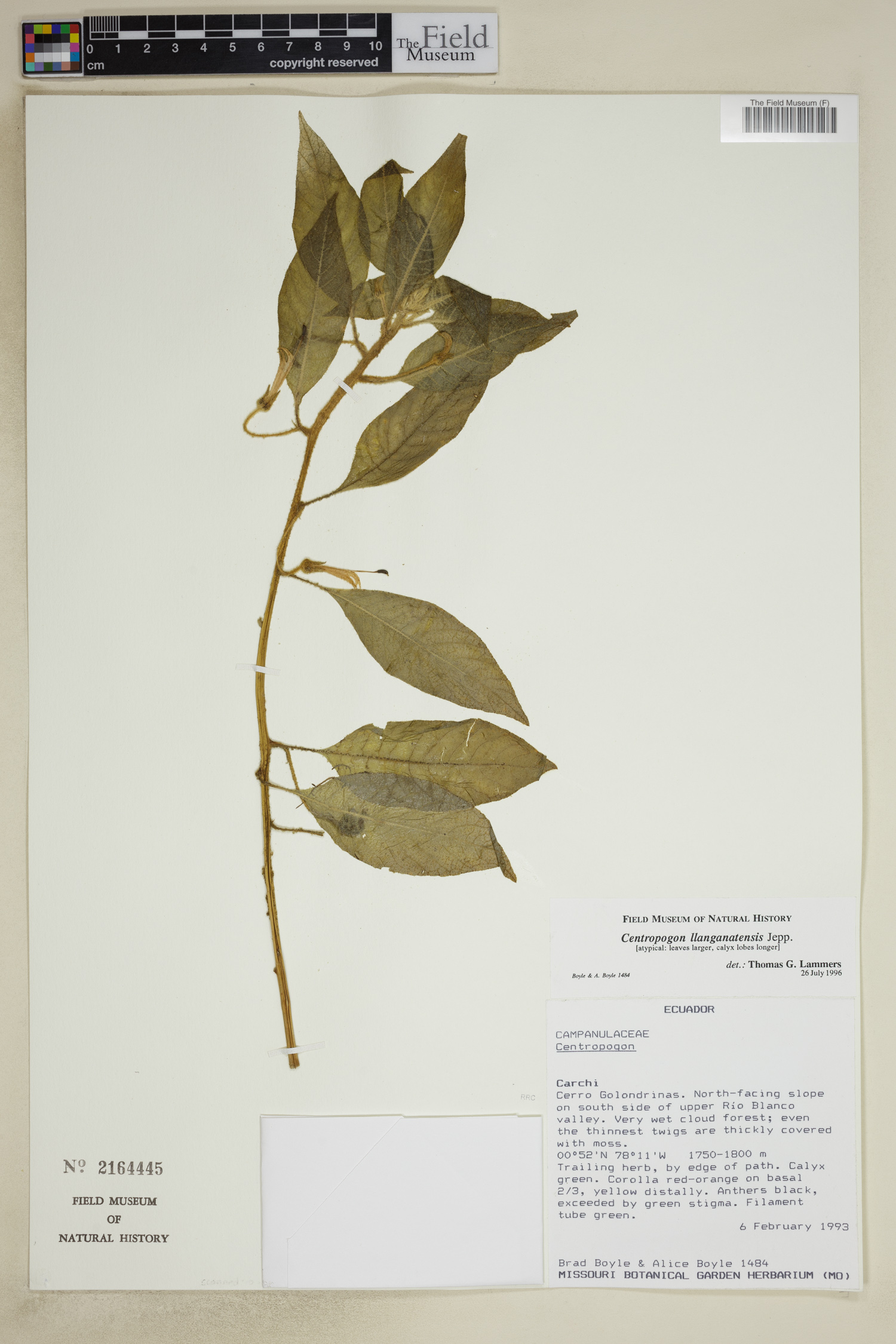 Centropogon llanganatensis image