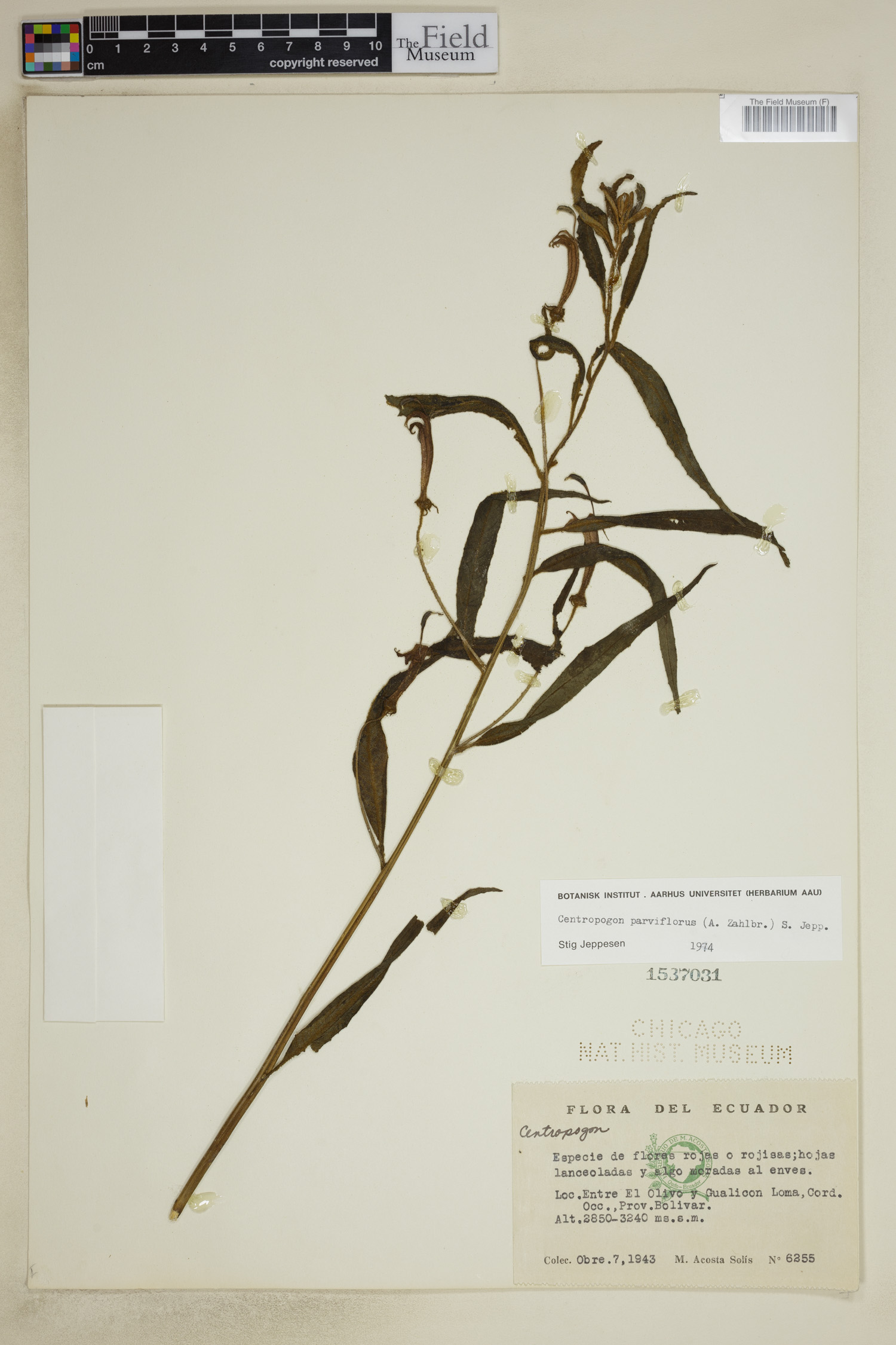Centropogon parviflorus image
