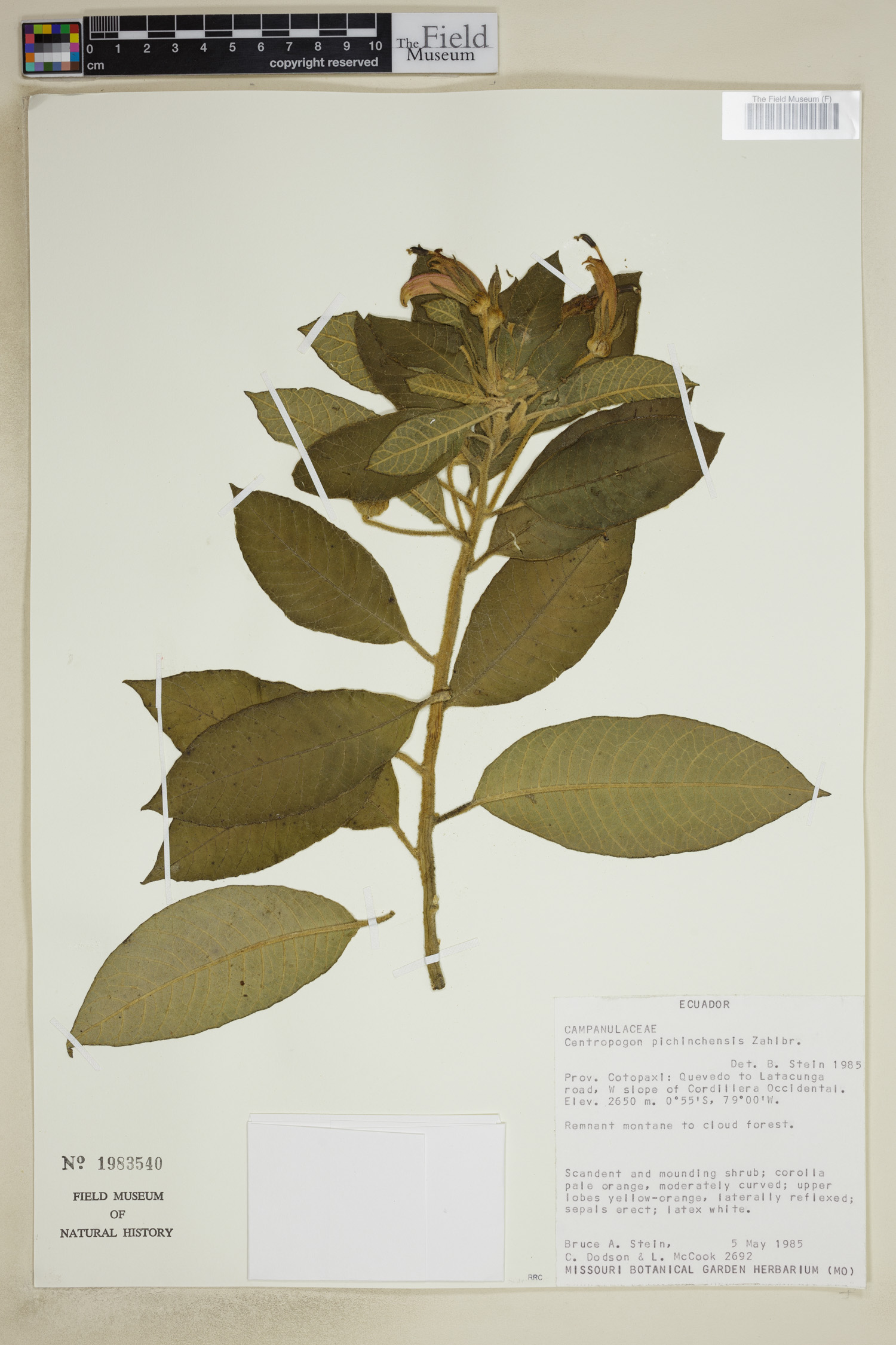 Centropogon pichinchensis image