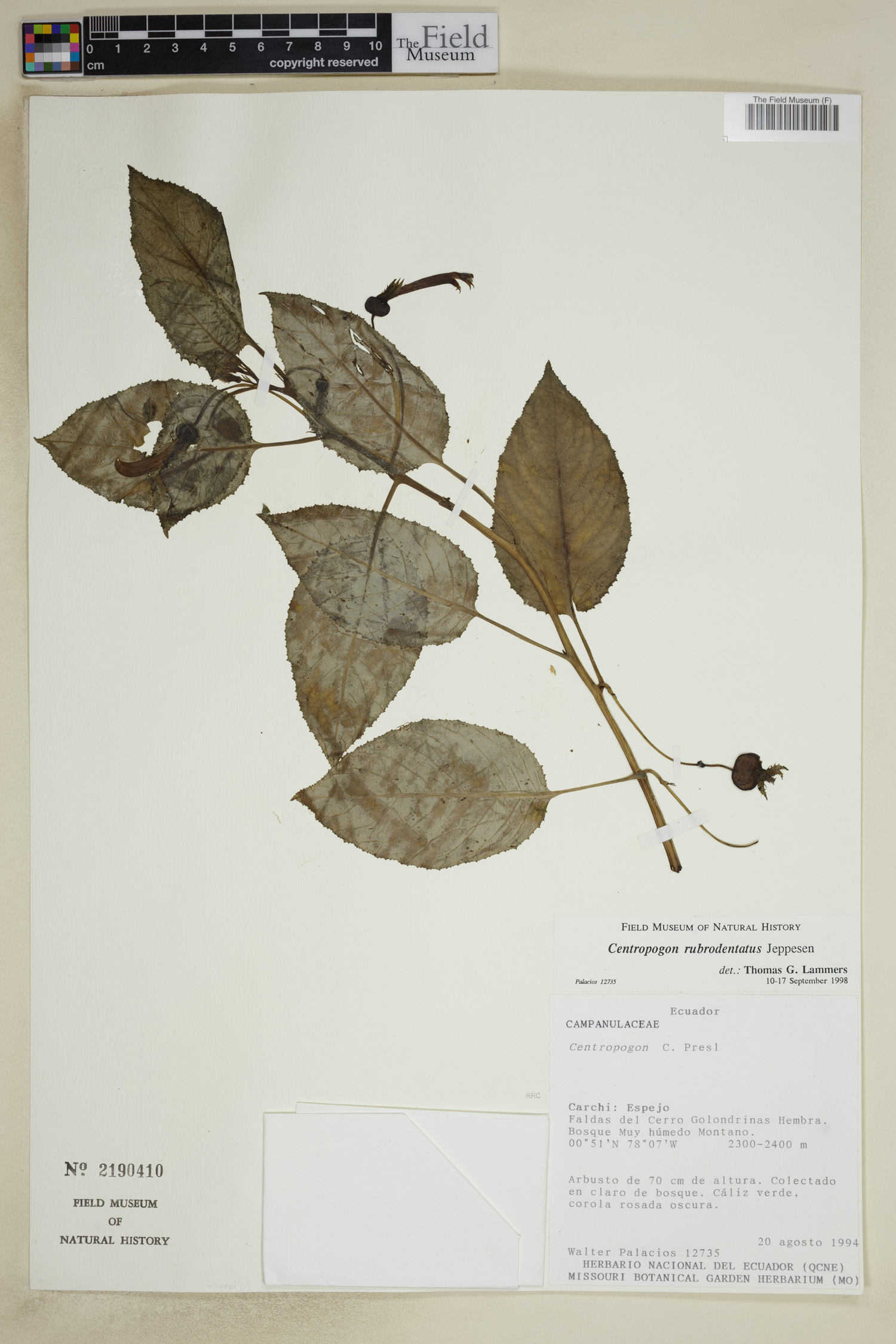 Centropogon rubrodentatus image