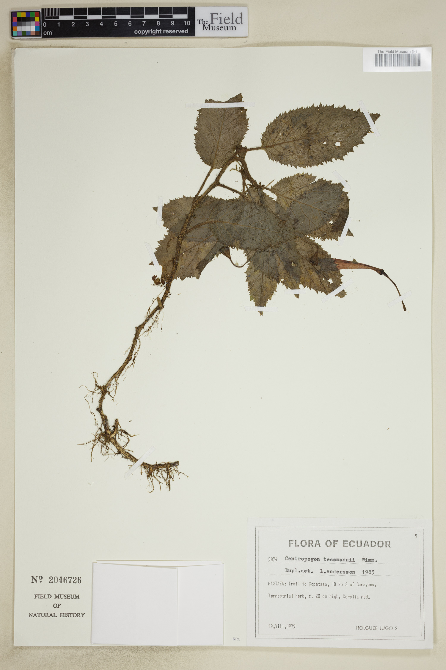 Centropogon tessmannii image