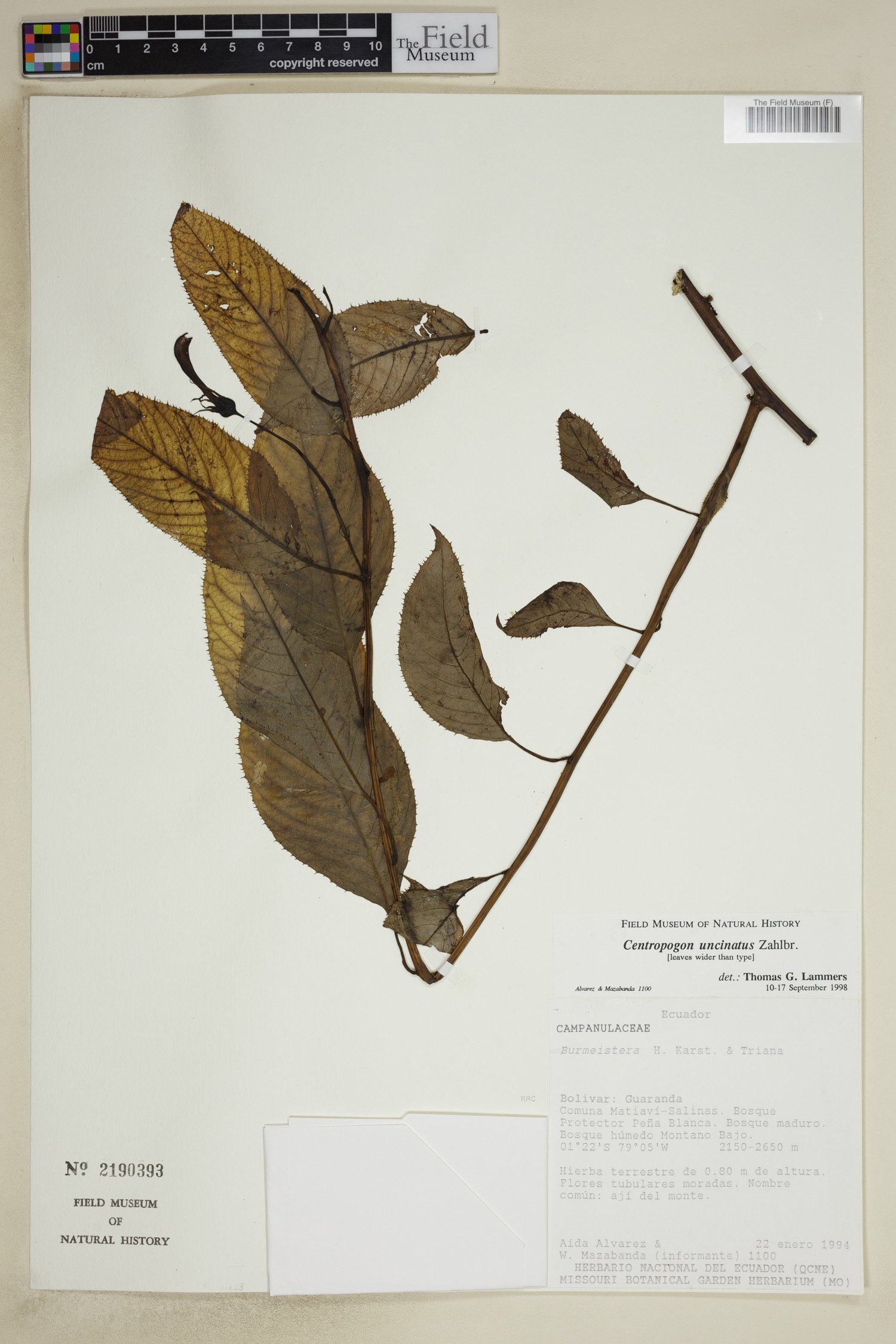 Centropogon uncinatus image