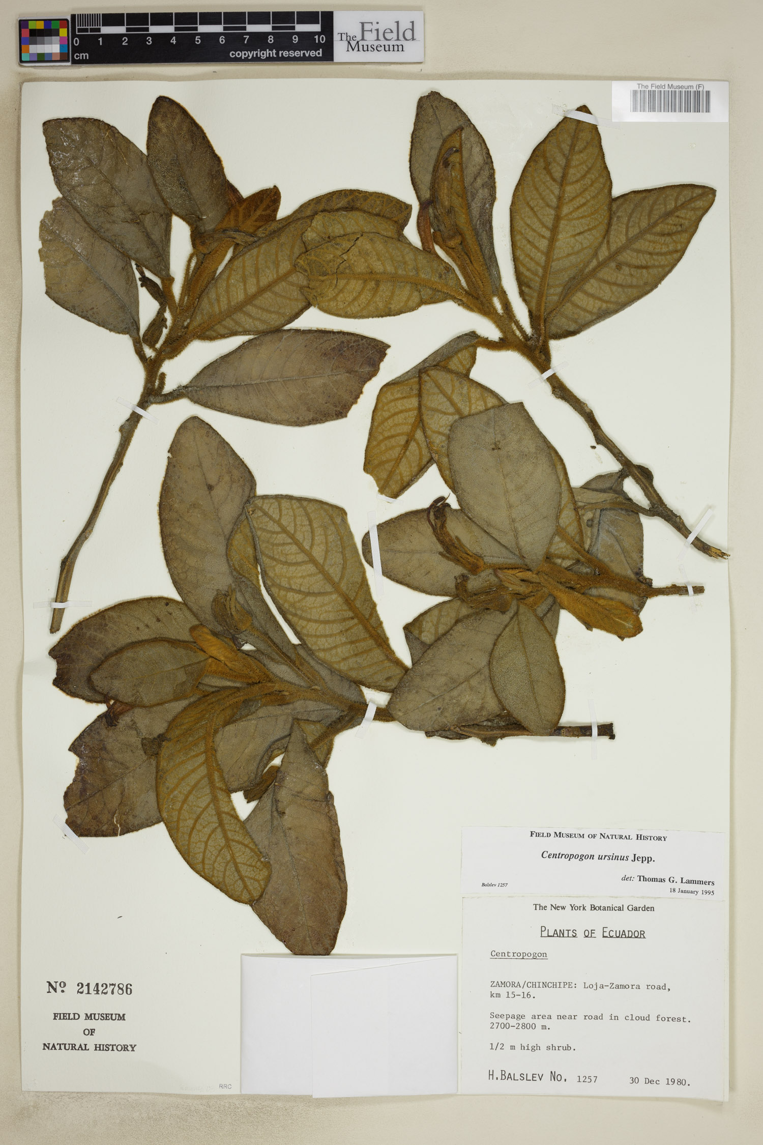 Centropogon ursinus image