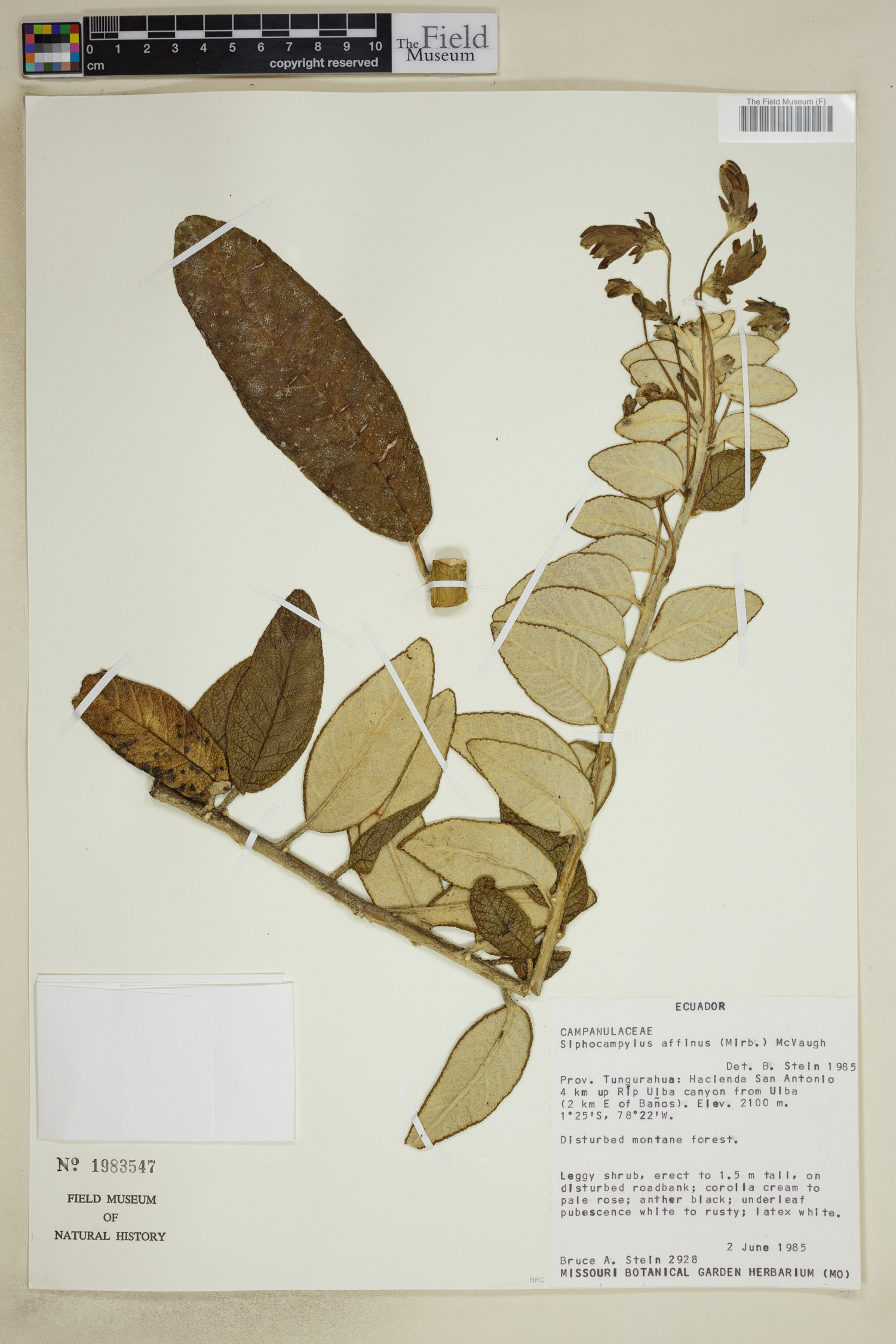 Siphocampylus affinis image