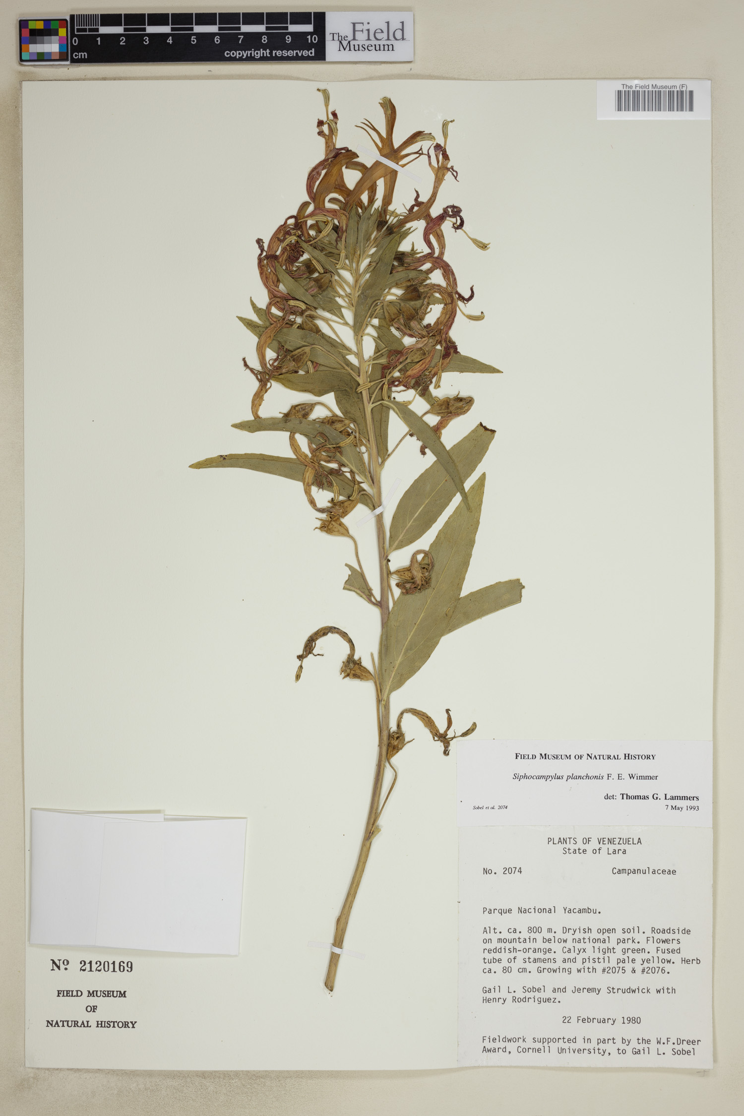 Siphocampylus polyphyllus image