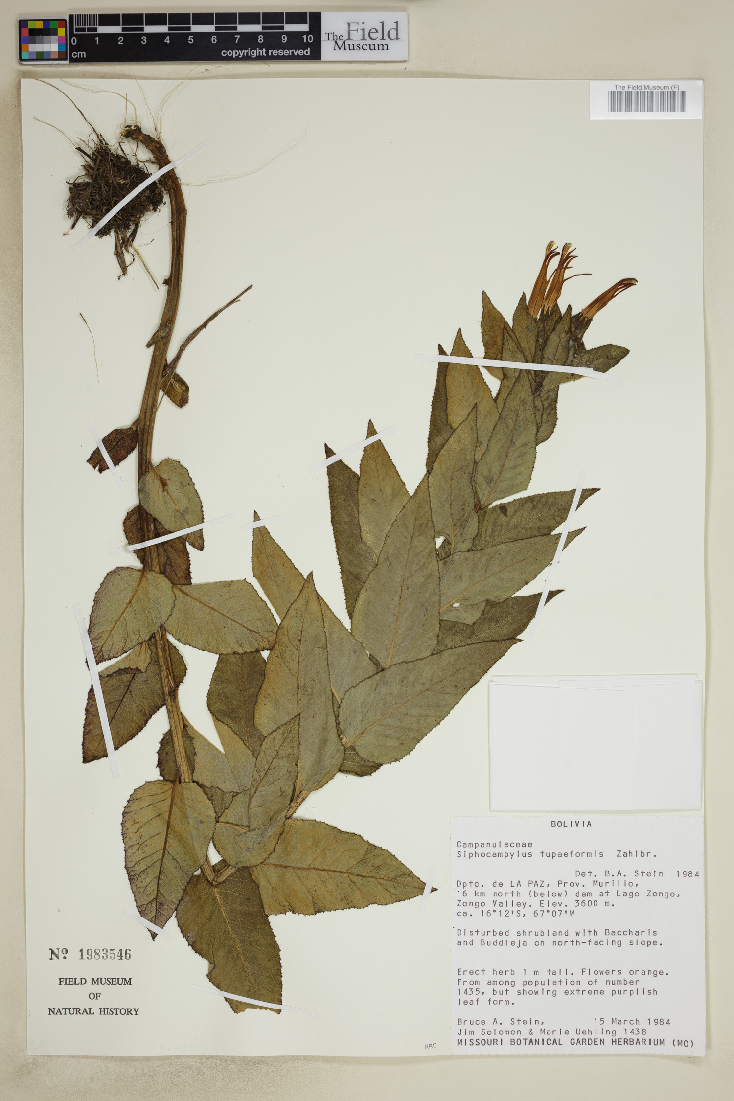 Siphocampylus tupaeformis image