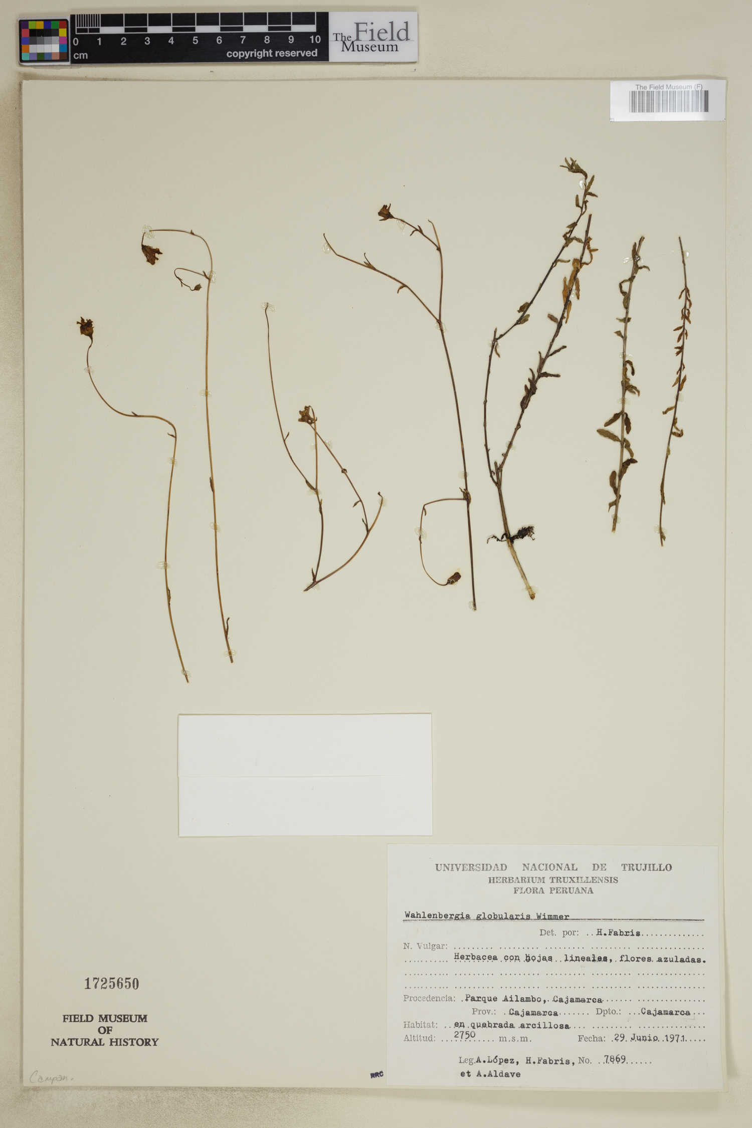 Wahlenbergia globularis image