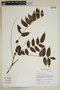 Picramnia gracilis image