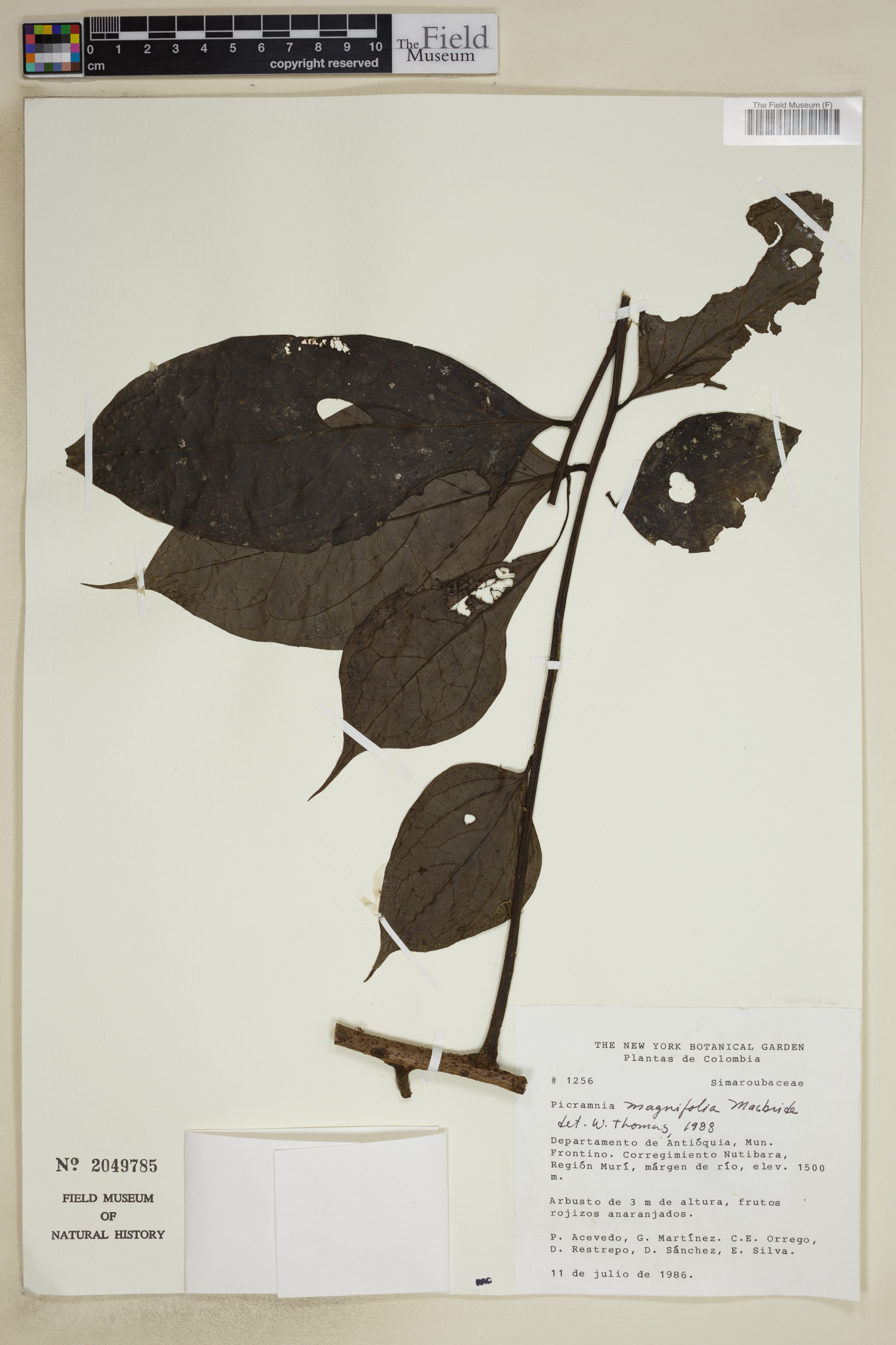 Picramnia magnifolia image