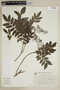 Picramnia parvifolia image