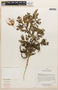 Calliandra angustifolia image