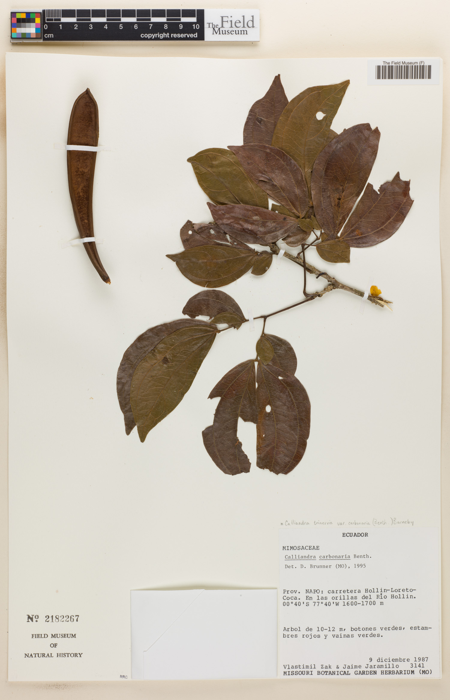 Calliandra trinervia image