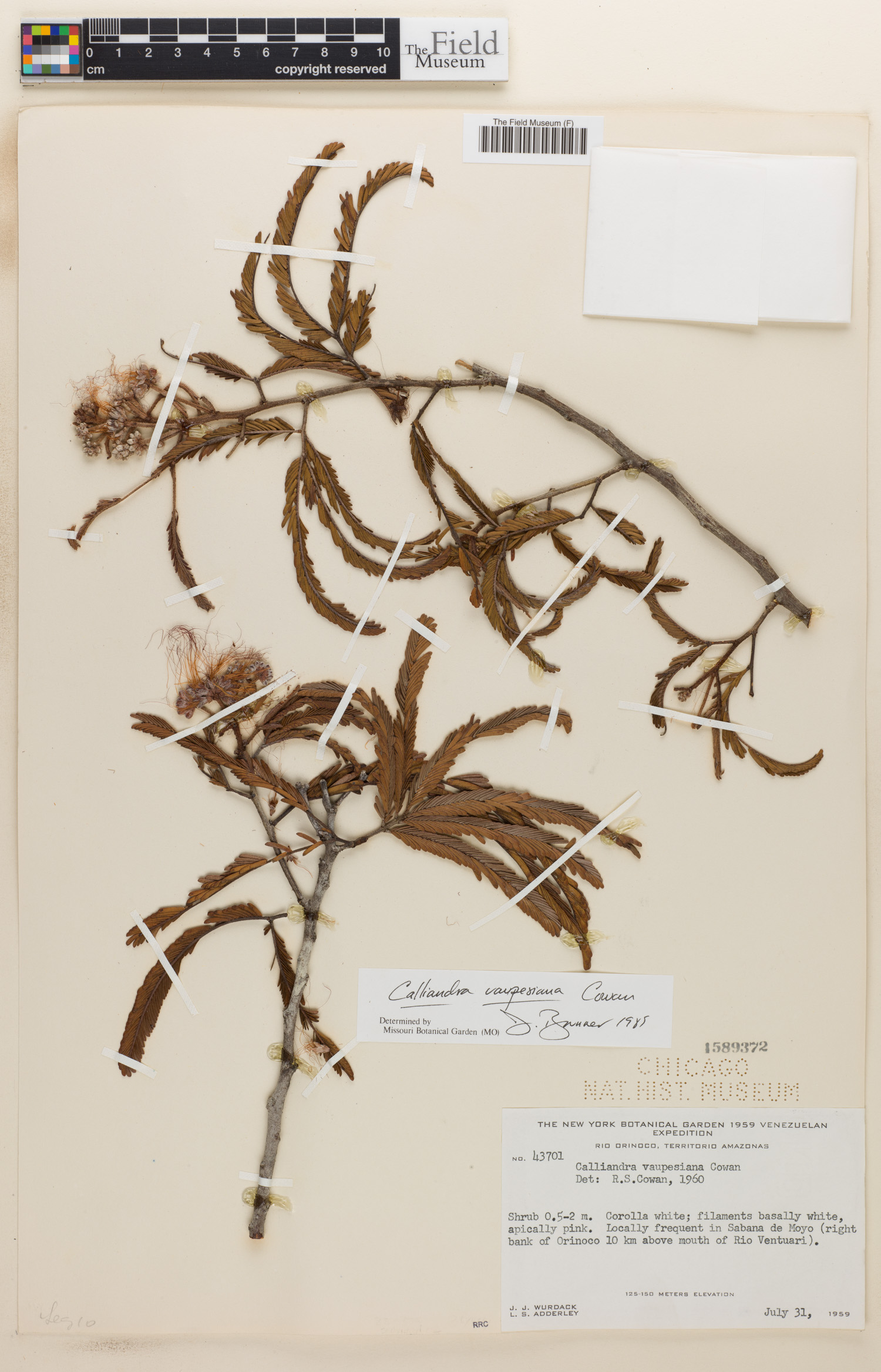 Calliandra vaupesiana image