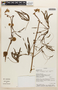 Mimosa polydactyla image