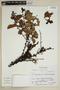 Maytenus durifolia image