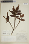 Weinmannia spruceana image