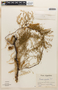 Prosopis flexuosa image