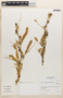 Prosopis pallida image