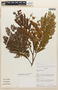 Acacia glomerosa image