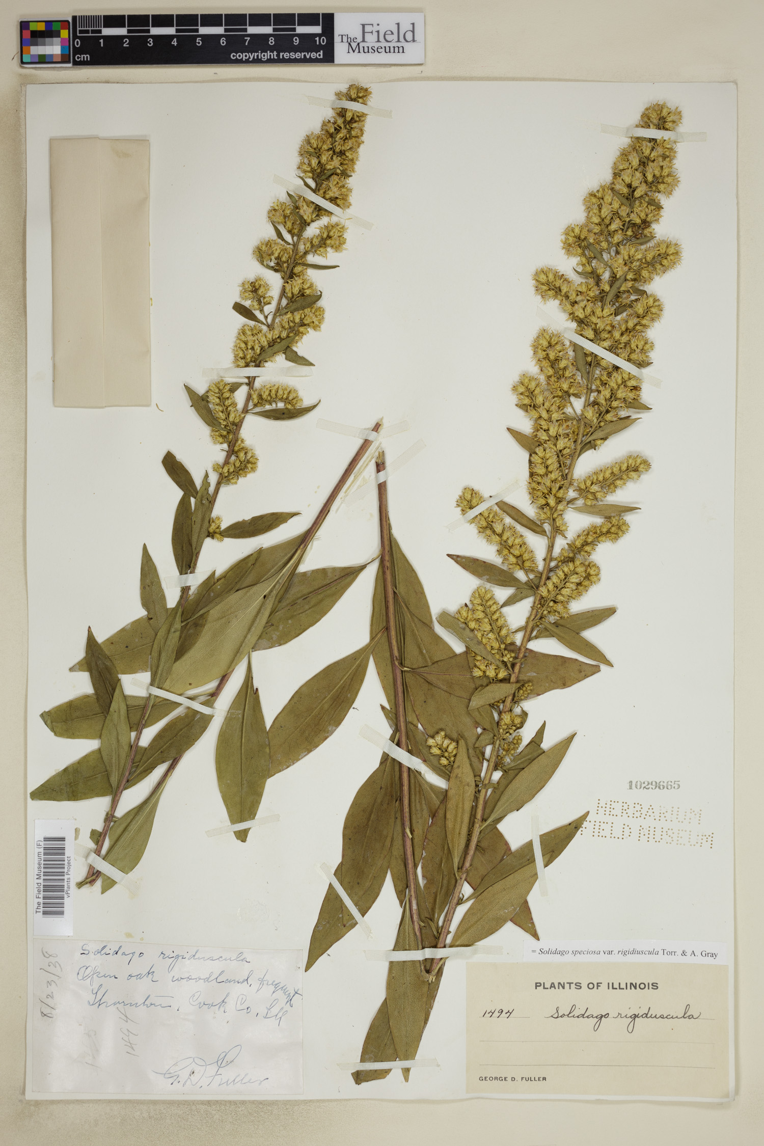 Solidago rigidiuscula image