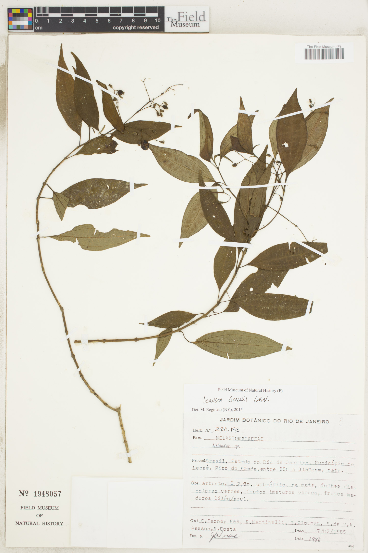 Leandra gracilis image