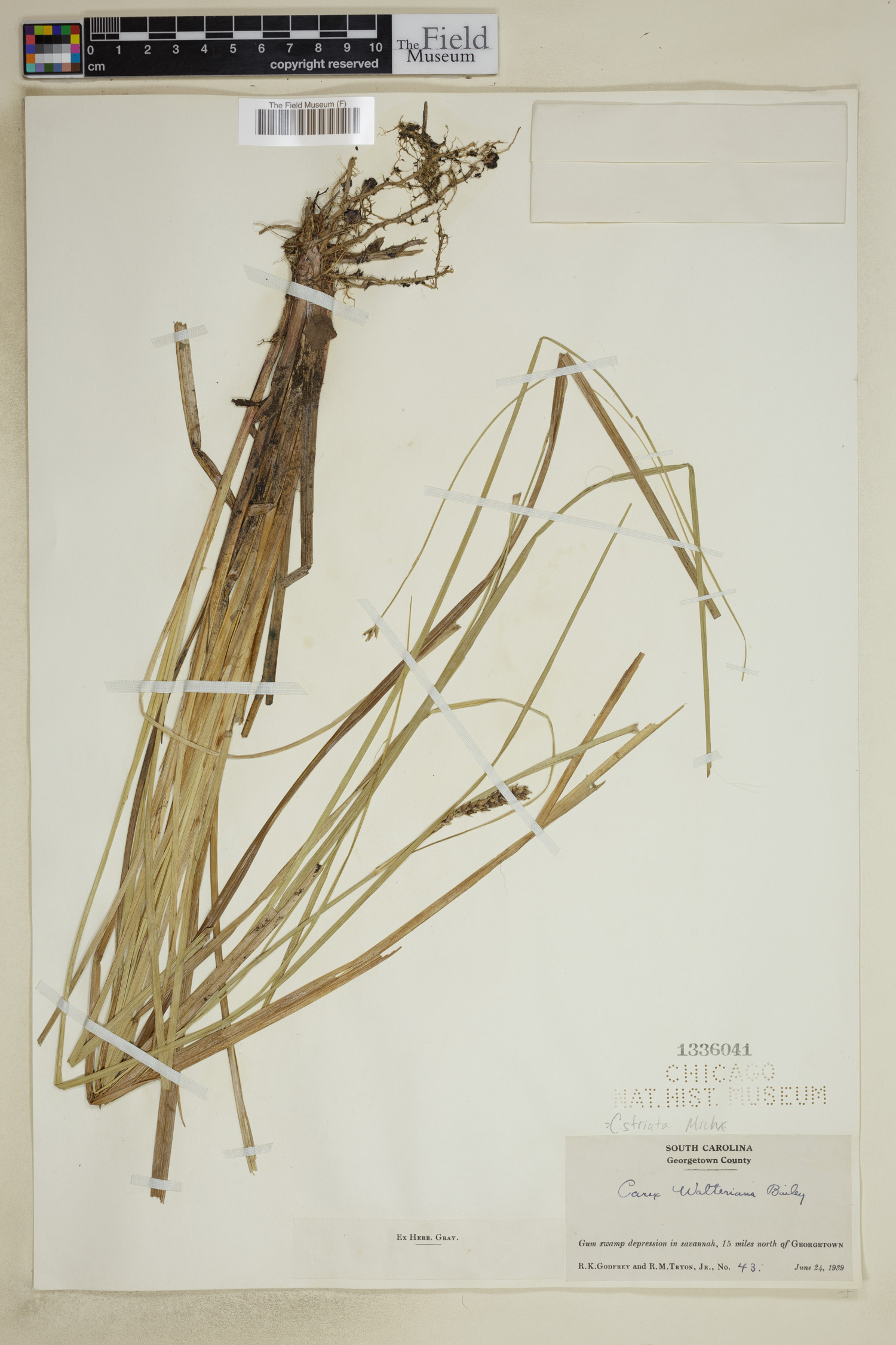 Carex striata image