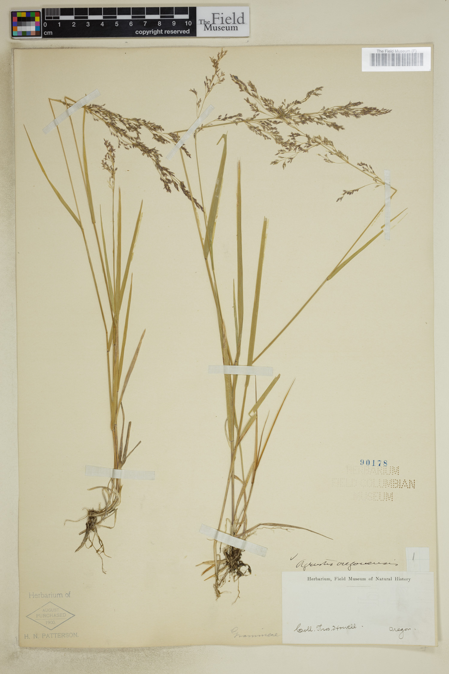 Agrostis oregonensis image