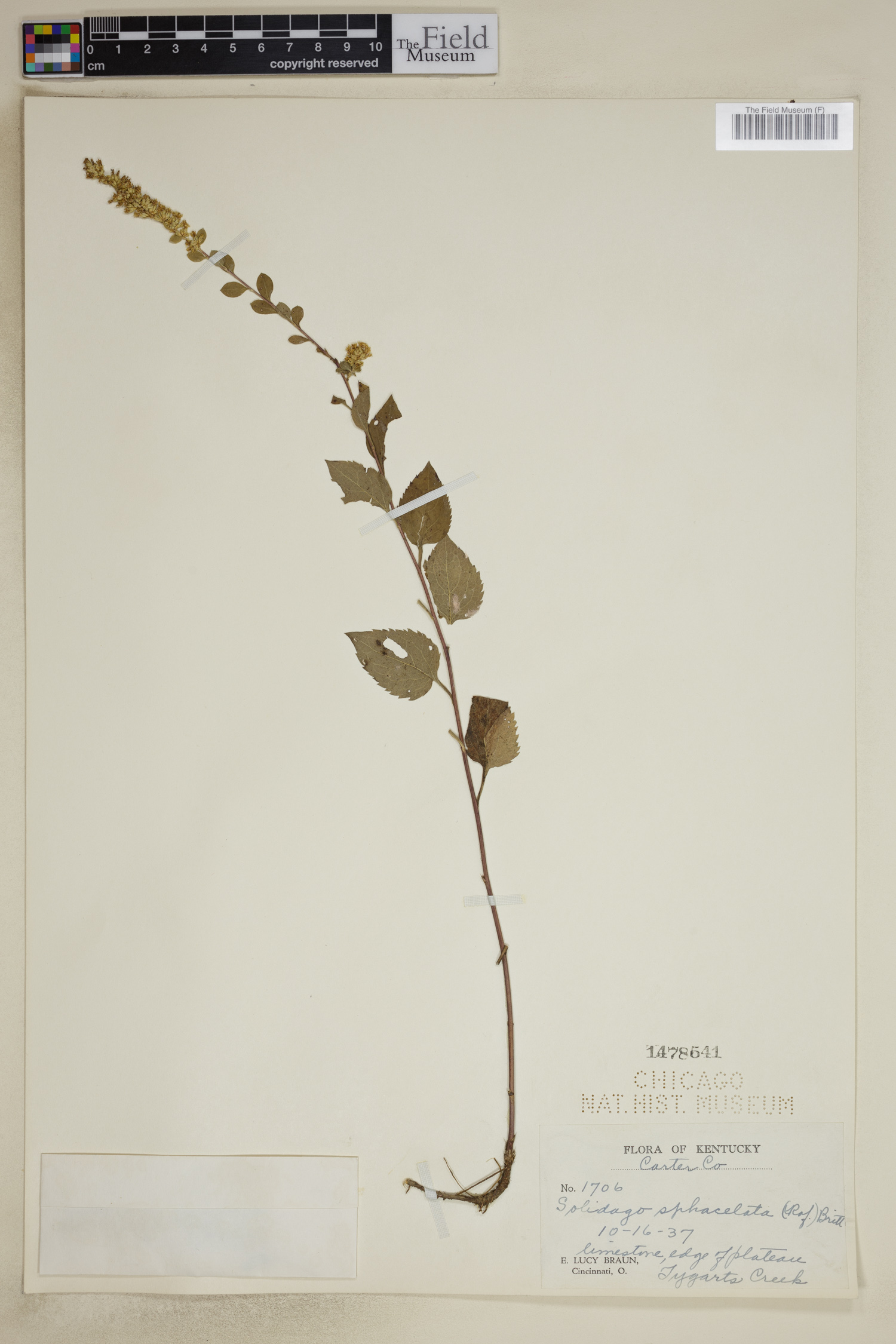 Solidago sphacelata image