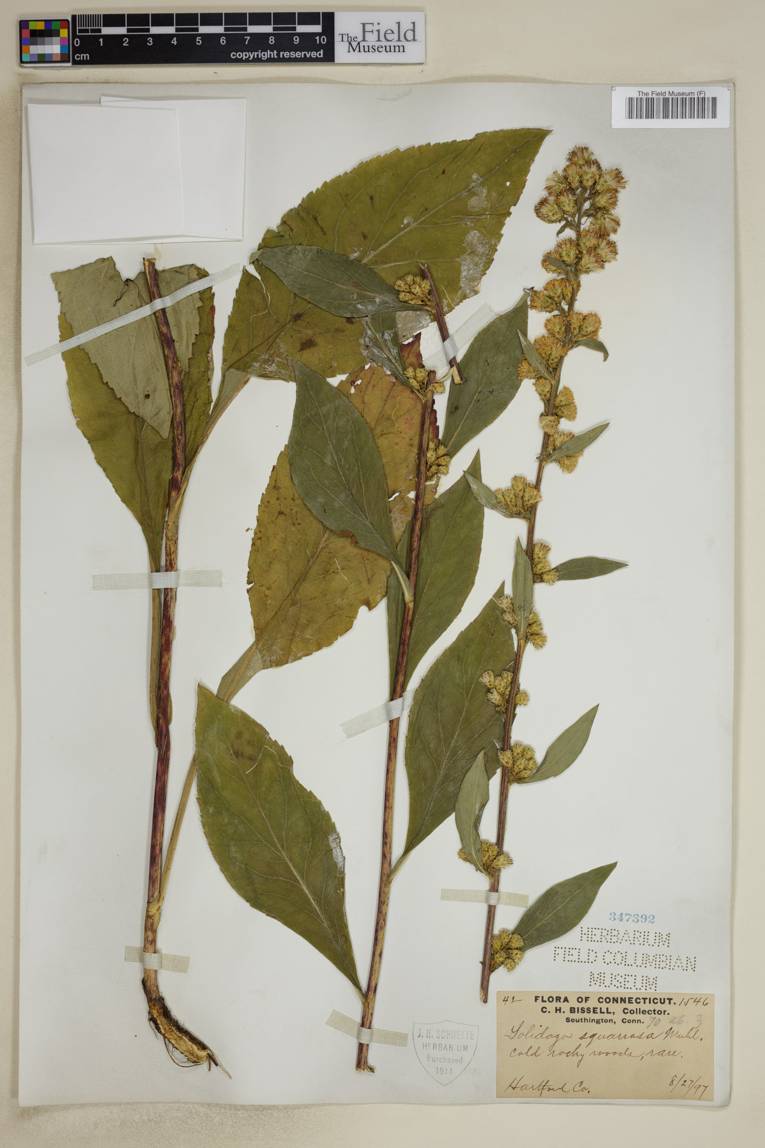 Solidago squarrosa image