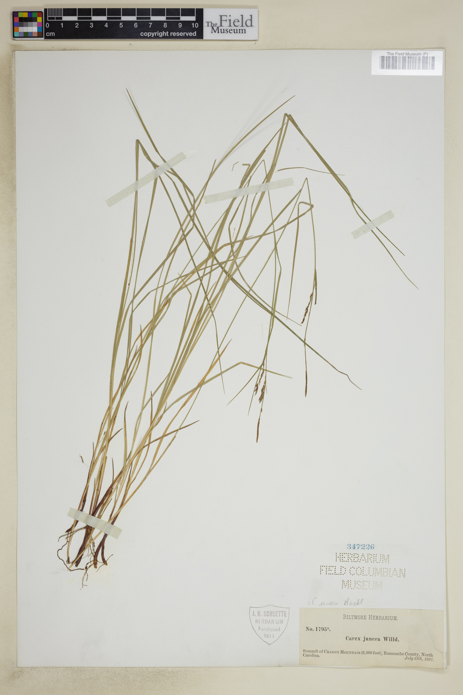 Carex misera image