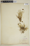 Carex maritima image