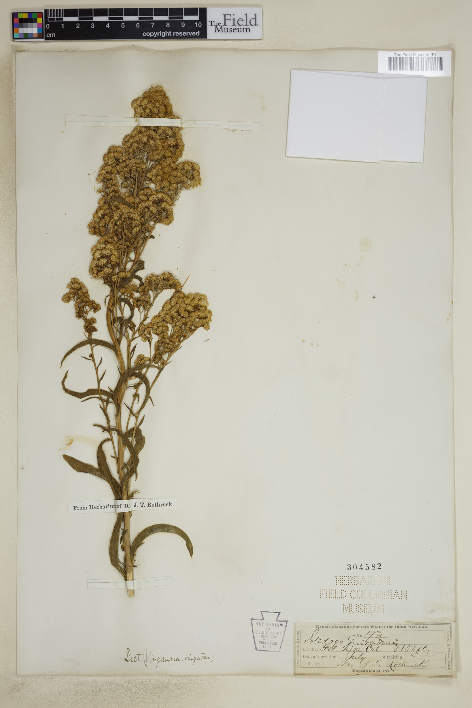 Solidago guiradonis image