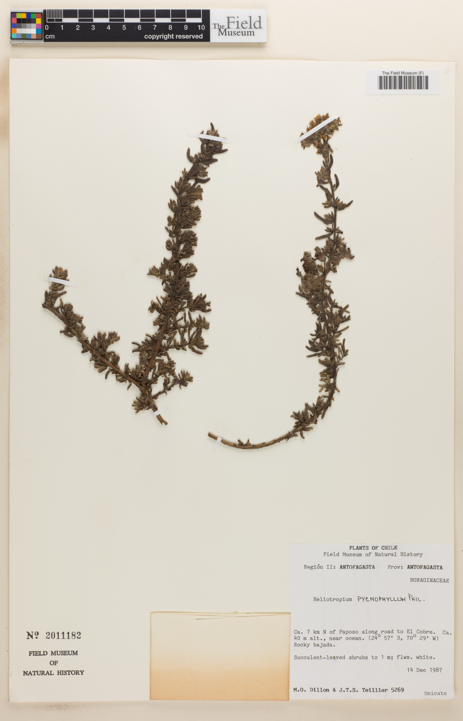 Heliotropium pycnophyllum image