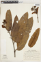Vismia macrophylla image