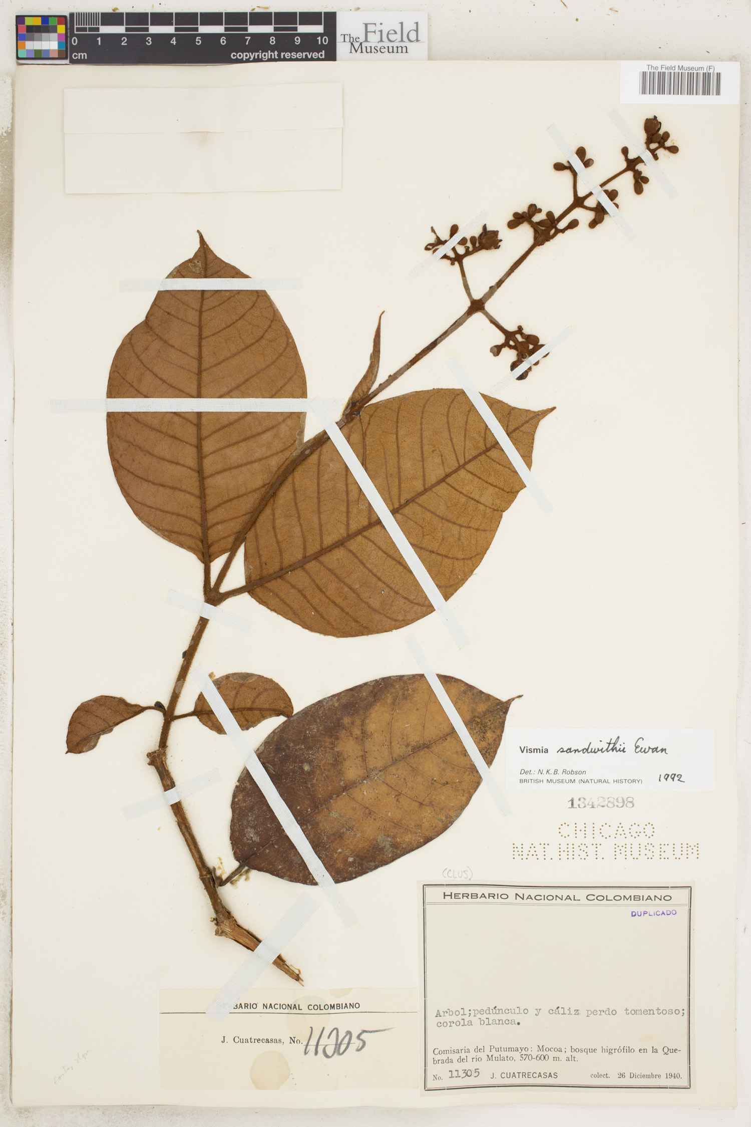 Vismia sandwithii image