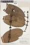 Rheedia macrophylla image