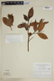 Caraipa densifolia image