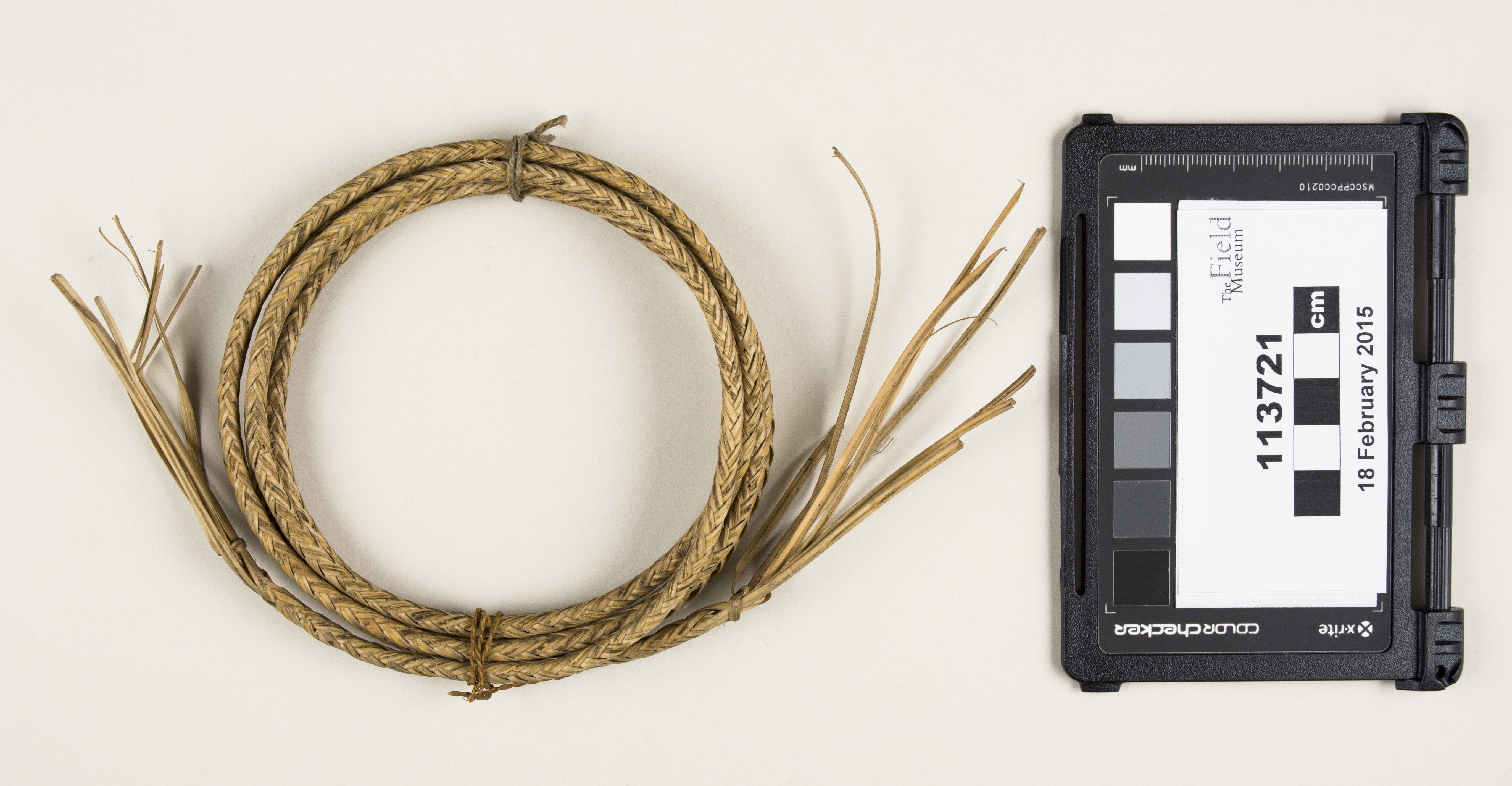 Top view (c) Field Museum of Natural History - CC BY-NC 4.0