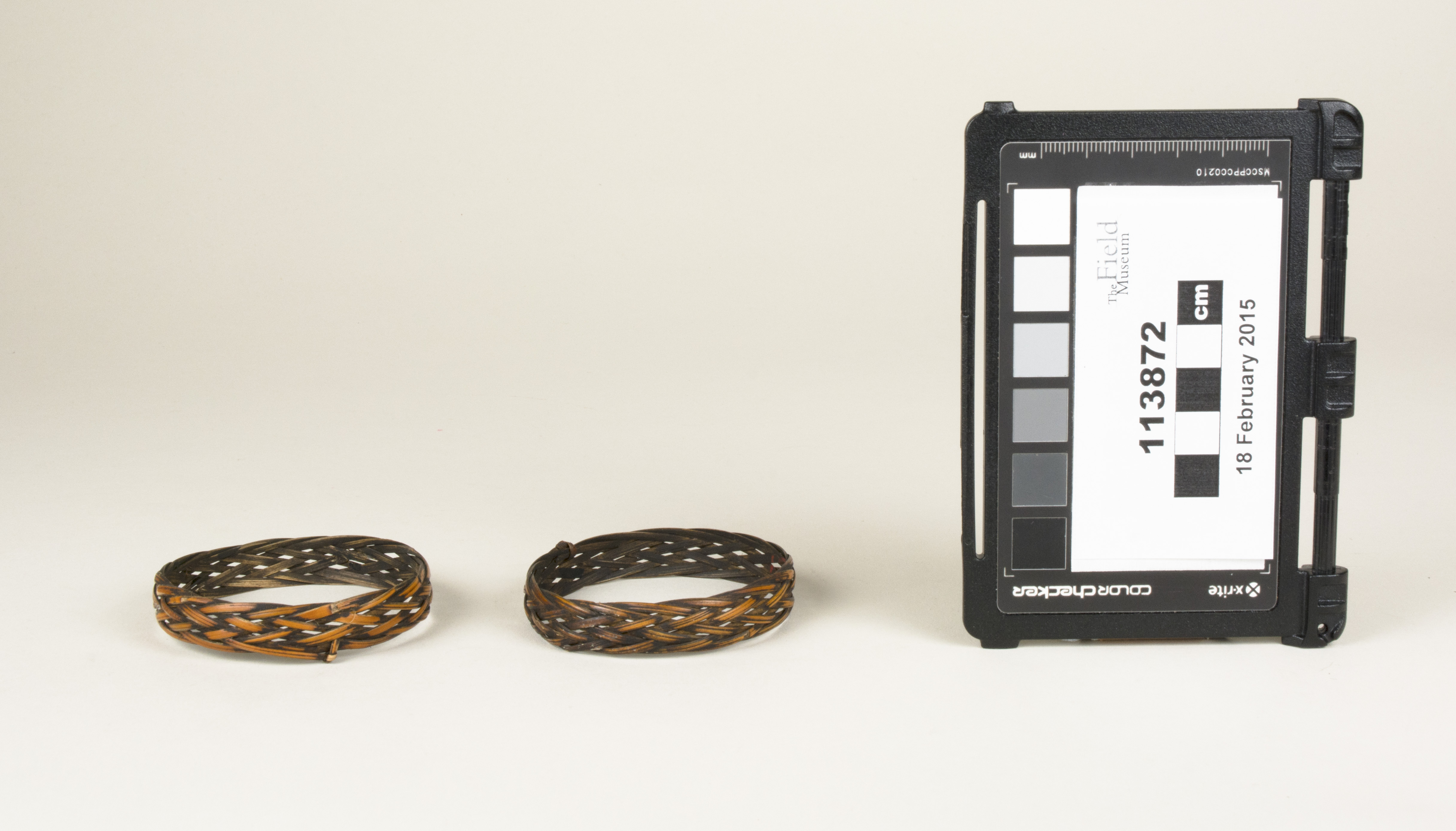 Front view (c) Field Museum of Natural History - CC BY-NC 4.0