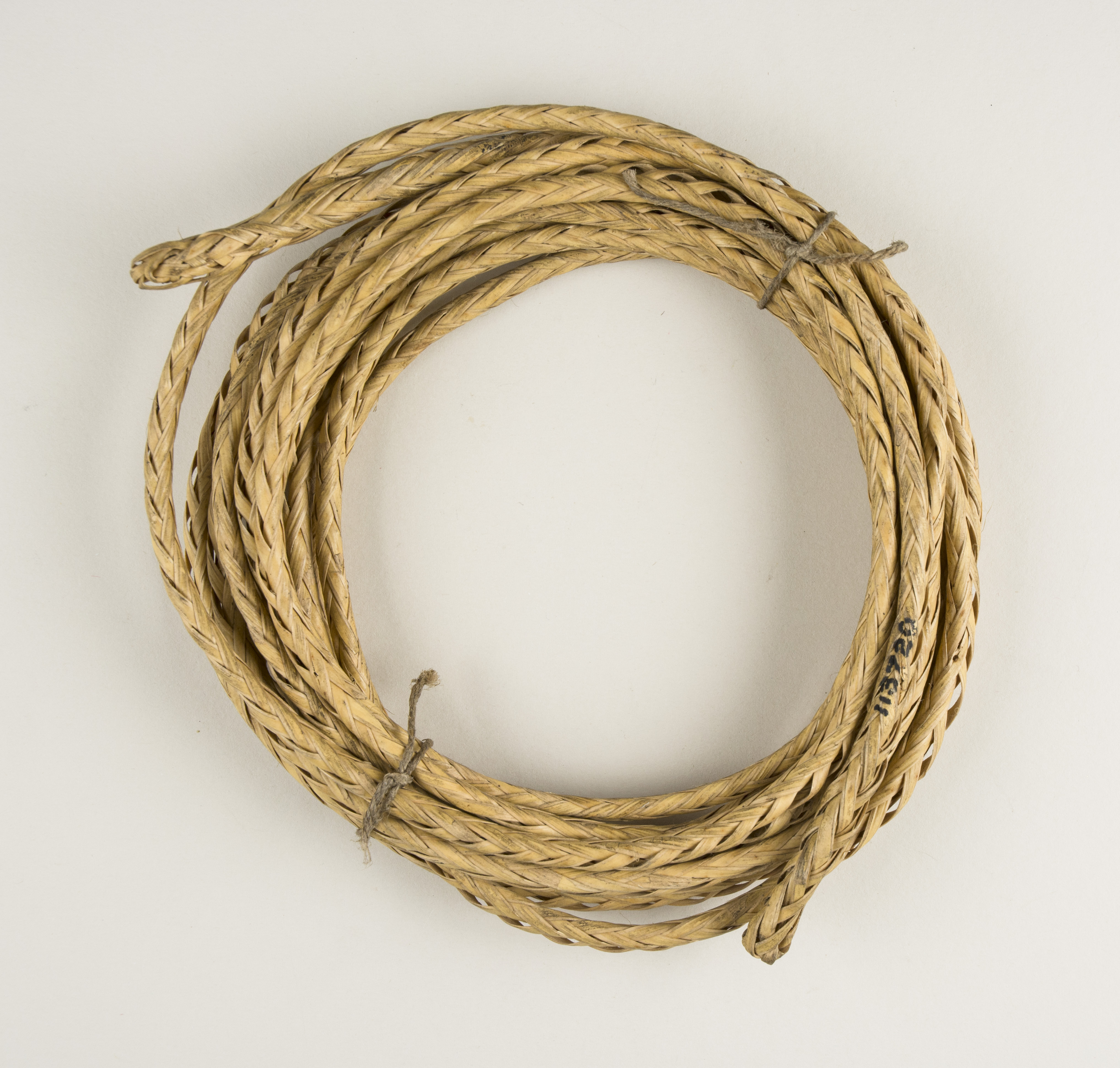 Top view (c) Field Museum of Natural History - CC BY-NC 4.0