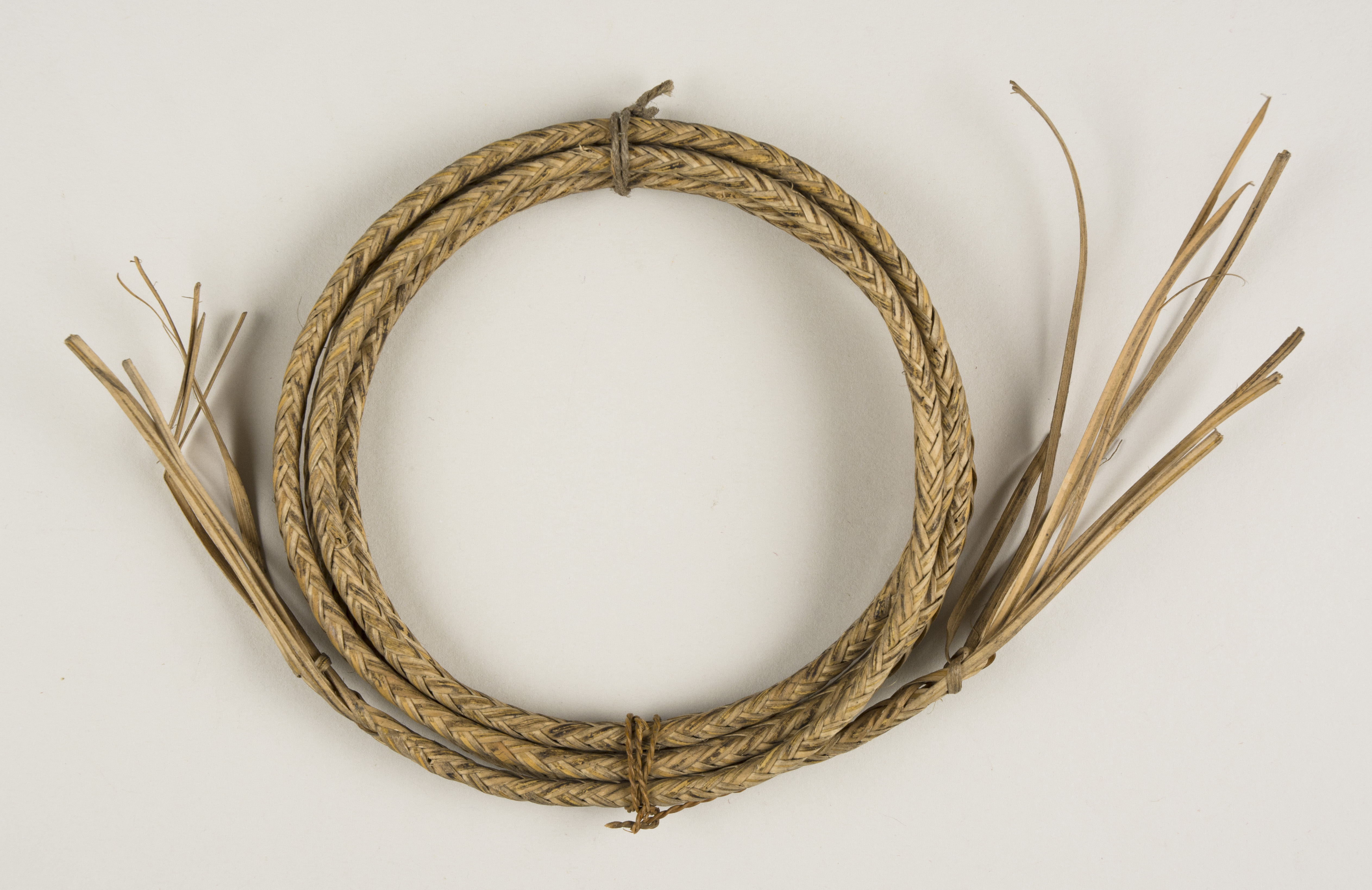 Top view (c) Field Museum of Natural History - CC BY-NC 4.0