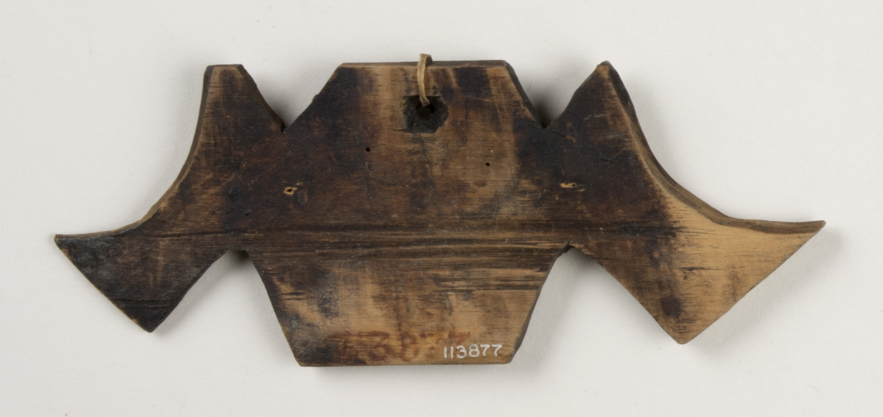 Front view (c) Field Museum of Natural History - CC BY-NC 4.0