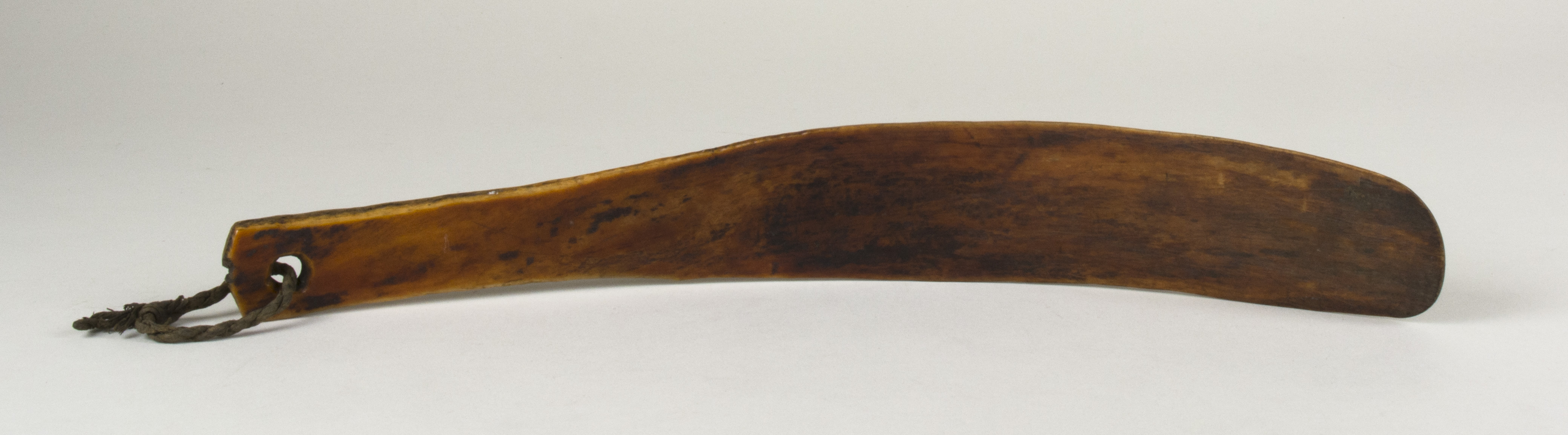 Front view (c) Field Museum of Natural History - CC BY-NC 4.0