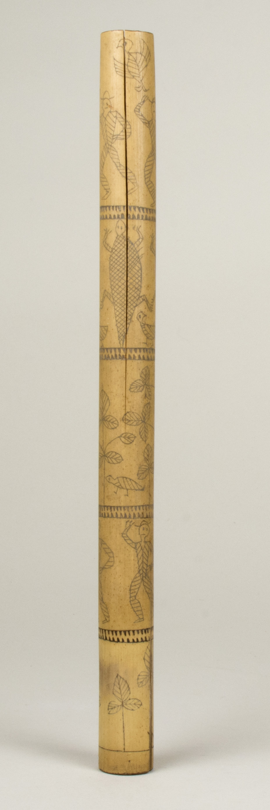 Front view (c) Field Museum of Natural History - CC BY-NC 4.0