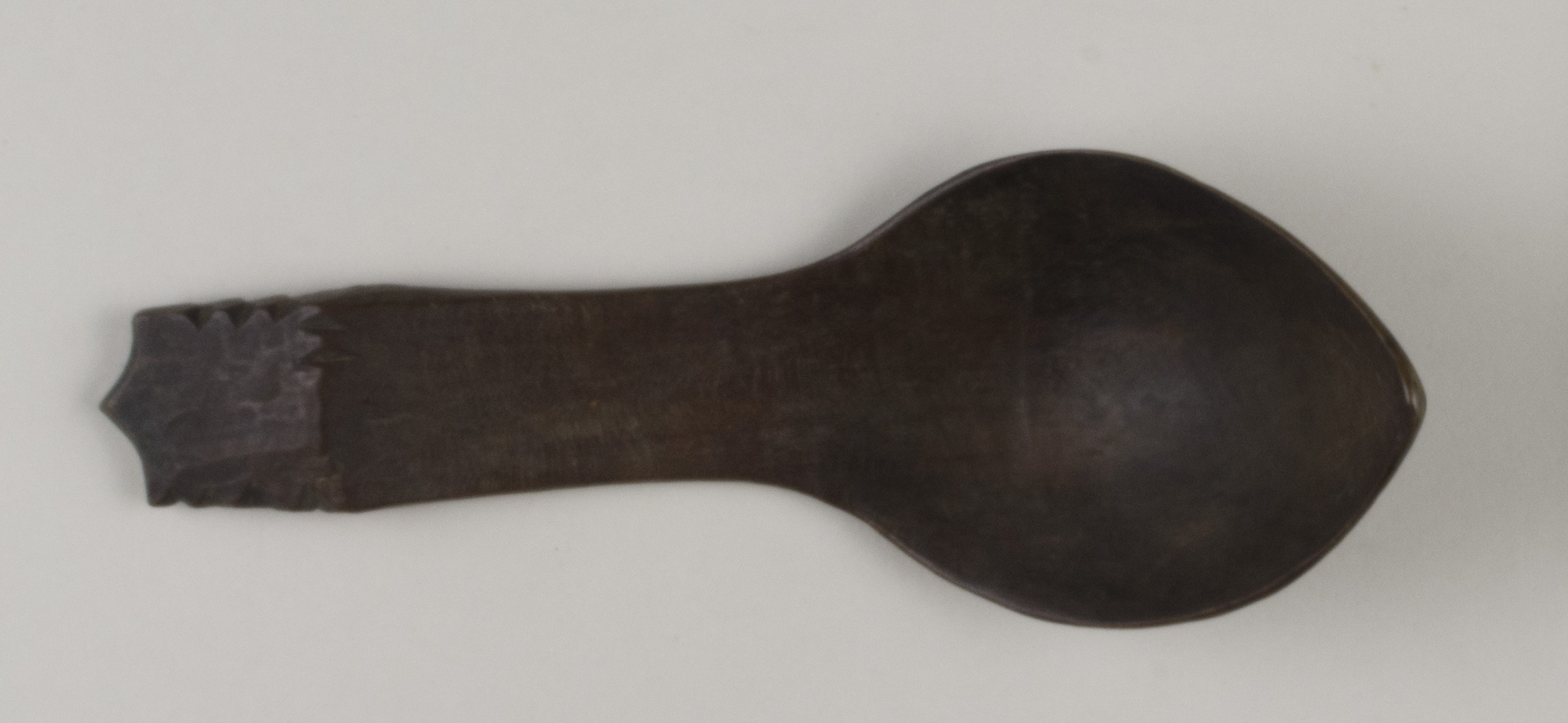 Top view without scale (c) Field Museum of Natural History - CC BY-NC 4.0