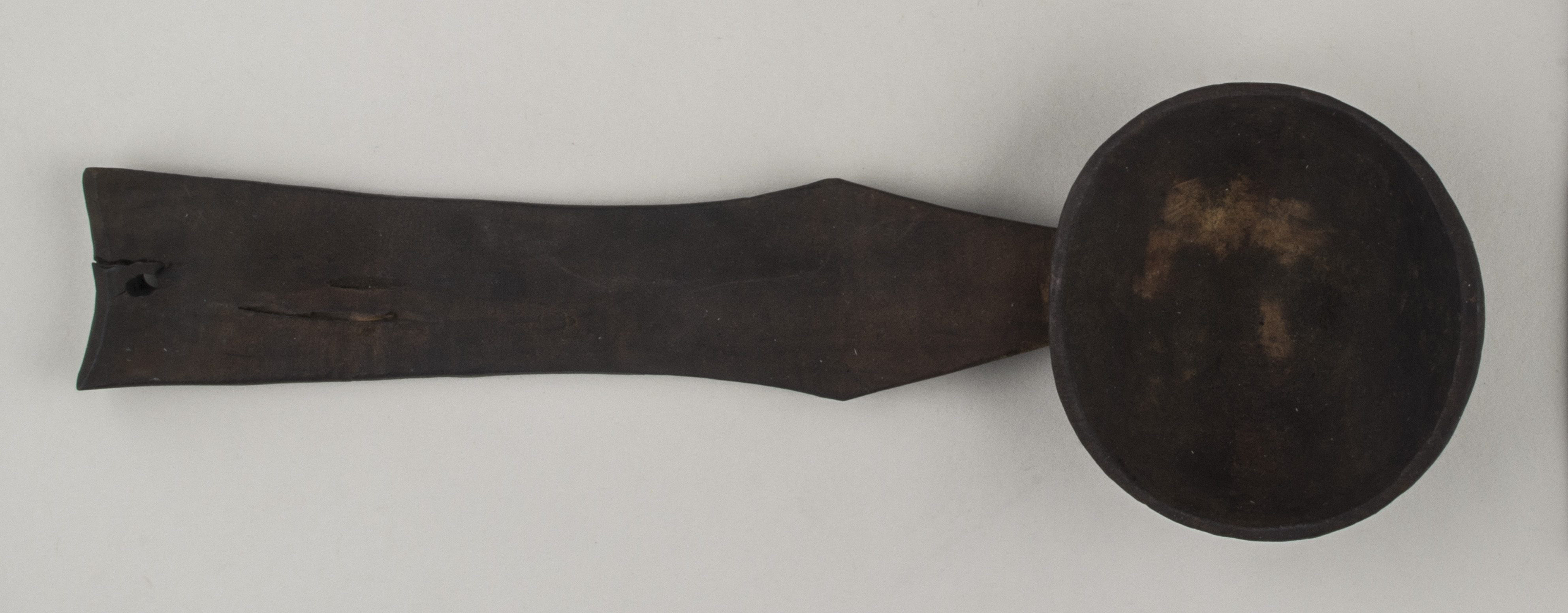 Top view without scale (c) Field Museum of Natural History - CC BY-NC 4.0